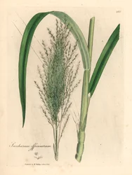 Cana-de-açúcar comum, Saccharum officinarum, de uma ilustração botânica de James Sowerby de William Woodville e "Botânica Médica" de Sir William Jackson Hooker 1832 (gravura em placa de cobre colorida à mão)