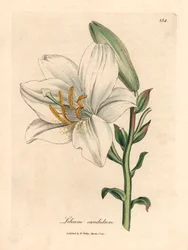 Lírio branco comum, Lilium candidum, de uma ilustração botânica de James Sowerby de William Woodville e "Botânica Médica" de Sir William Jackson Hooker 1832 (gravura em placa de cobre colorida à mão)