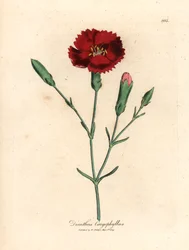 Cravo carmesim, rosa cravo, Dianthus caryophyllus, de uma ilustração botânica de James Sowerby de William Woodville e "Medical Botany" 1832 de Sir William Jackson Hooker (gravura em chapa de cobre colorida à mão)