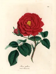 Rosa galica, Rosa gallica, de uma ilustração botânica de James Sowerby de William Woodville e "Medical Botany" de Sir William Jackson Hooker, 1832 (gravura em chapa de cobre colorida à mão)
