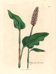 Grande bistorta, Polygonum bistorta, de uma ilustração botânica de James Sowerby de William Woodville e "Medical Botany" de Sir William Jackson Hooker 1832 (gravura em chapa de cobre colorida à mão)