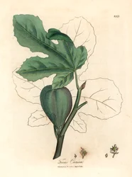 Figo verde, fruta, folhas, contorno de folhas, Ficus carica, de uma ilustração botânica de James Sowerby de William Woodville e "Medical Botany" de Sir William Jackson Hooker 1832 (gravura em chapa de cobre colorida à mão)