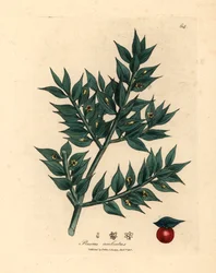 Vassoura de talho verde florida, Ruscus aculeatus, de uma ilustração botânica de James Sowerby de William Woodville e "Medical Botany" de Sir William Jackson Hooker 1832 (gravura em chapa de cobre colorida à mão)