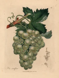 Uvas verdes, videira e folhas, Vitis vinifera, de uma ilustração botânica de James Sowerby de William Woodville e "Medical Botany" de Sir William Jackson Hooker 1832 (gravura em chapa de cobre colorida à mão)