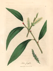 Folhas e peles de salgueiro de crack, Salix fragilis, de uma ilustração botânica de James Sowerby de William Woodville e "Medical Botany" de Sir William Jackson Hooker 1832 (gravura em chapa de cobre colorida à mão)