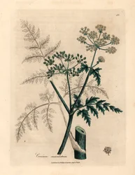 Folhas e flores de cicuta, Conium maculatum, de uma ilustração botânica de James Sowerby de William Woodville e "Medical Botany" de Sir William Jackson Hooker, 1832 (gravura em chapa de cobre colorida à mão)