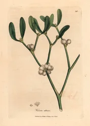 Folhas e bagas brancas de visco, álbum Viscum, de uma ilustração botânica de James Sowerby de William Woodville e "Medical Botany" de Sir William Jackson Hooker, 1832 (gravura em chapa de cobre colorida à mão)