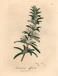 Alecrim florido azul claro, Rosmarinus officinalis, de uma ilustração botânica de James Sowerby de William Woodville e "Botânica Médica" de Sir William Jackson Hooker 1832 (gravura em cobre colorida à mão)