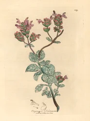 Dittany florido lilás de Creta, Origanum dictamnus, de uma ilustração botânica de James Sowerby de William Woodville e "Medical Botany" de Sir William Jackson Hooker 1832 (gravura em cobre colorida à mão)