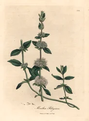 Hortelã de poejo florido lilás, Mentha pulegium, de uma ilustração botânica de James Sowerby de William Woodville e "Medical Botany" de Sir William Jackson Hooker 1832 (gravura em cobre colorida à mão)