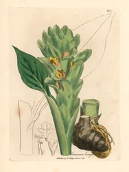 Açafrão de raízes longas, Curcuma longa, de uma ilustração botânica de James Sowerby de William Woodville e "Medical Botany" de Sir William Jackson Hooker 1832 (gravura em cobre colorida à mão)