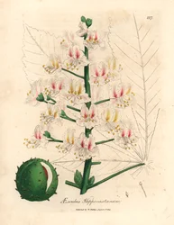 Flor rosa e fruto do castanheiro-da-índia, Aesculus hippocastanum, de uma ilustração botânica de James Sowerby de William Woodville e Sir William Jackson Hooker