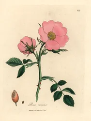 Rosa canina, Rosa canina, de uma ilustração botânica de James Sowerby de William Woodville e "Medical Botany" de Sir William Jackson Hooker, 1832 (gravura em chapa de cobre colorida à mão)