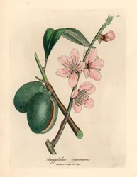 Amendoeira florida rosa, Amygdalus communis, de uma ilustração botânica de James Sowerby de William Woodville e "Medical Botany" de Sir William Jackson Hooker 1832 (gravura em cobre colorida à mão)