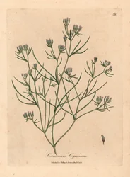 Cominho florido rosa, Cuminum cyminum, de uma ilustração botânica de James Sowerby de William Woodville e "Medical Botany" de Sir William Jackson Hooker 1832 (gravura em cobre colorida à mão)