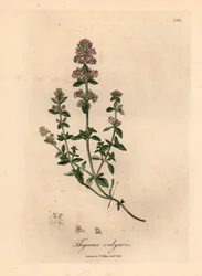 Tomilho de jardim rosa florido, Thymus vulgaris, de uma ilustração botânica de James Sowerby de William Woodville e "Medical Botany" de Sir William Jackson Hooker, 1832 (gravura em chapa de cobre colorida à mão)