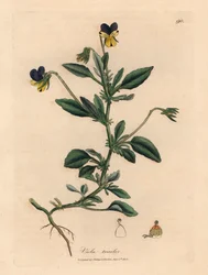 Amor-perfeito roxo e amarelo, Viola tricolor, de uma ilustração botânica de James Sowerby de William Woodville e "Medical Botany" de Sir William Jackson Hooker 1832 (gravura em cobre colorida à mão)