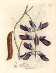 Dolichos pruriens, Dolichos pruriens, de uma ilustração botânica de James Sowerby de William Woodville e "Medical Botany" 1832 de Sir William Jackson Hooker (gravura em chapa de cobre colorida à mão)