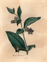Sombra de cor púrpura, Atropa belladonna, de uma ilustração botânica de James Sowerby de William Woodville e "Medical Botany" de Sir William Jackson Hooker 1832 (gravura em chapa de cobre colorida à mão)