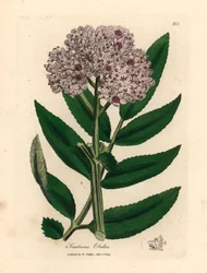 Ancião anão de flor roxa, Sambucus ebulus, de uma ilustração botânica de James Sowerby de William Woodville e "Medical Botany" de Sir William Jackson Hooker 1832 (gravura em chapa de cobre colorida à mão)