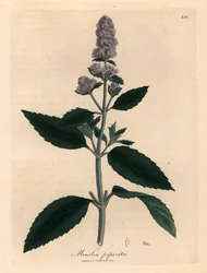 Hortelã púrpura florida, Mentha piperita, de uma ilustração botânica de James Sowerby de William Woodville e "Medical Botany" de Sir William Jackson Hooker 1832 (gravura em chapa de cobre colorida à mão)