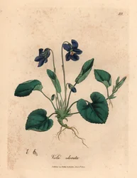 Violeta doce florida roxa, Viola odorata, de uma ilustração botânica de James Sowerby de William Woodville e "Botânica Médica" de Sir William Jackson Hooker 1832 (gravura em cobre colorida à mão)
