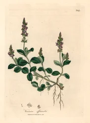 Veronica, Veronica officinalis, de uma ilustração botânica de James Sowerby de William Woodville e "Medical Botany" de Sir William Jackson Hooker, 1832 (gravura em chapa de cobre colorida à mão)