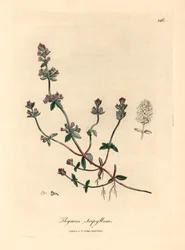 Roxo florido tomilho selvagem, Thymus serpyllum, de uma ilustração botânica por James Sowerby de William Woodville e "Medical Botany" de Sir William Jackson Hooker 1832 (gravura em cobre colorida à mão)