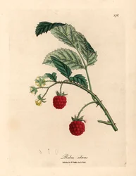 Arbusto de framboesa com fruta madura e flores amarelas, Rubus idaeus, de uma ilustração botânica de James Sowerby de William Woodville e "Medical Botany" 1832 de Sir William Jackson Hooker (gravura em chapa de cobre colorida à mão)