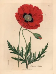 Papoila vermelha ou papoila de milho, Papaver rhoeas, de uma ilustração botânica de James Sowerby de William Woodville e "Medical Botany" 1832 de Sir William Jackson Hooker (gravura em chapa de cobre colorida à mão)