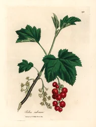 Árvore de groselha vermelha, rubro Ribes, de uma ilustração botânica de James Sowerby de William Woodville e "Medical Botany" de Sir William Jackson Hooker 1832 (gravura em chapa de cobre colorida à mão)