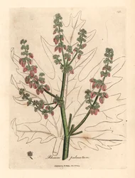 Flores e talo de Rubarb, contorno de folhas, Rheum palmatum, de uma ilustração botânica de James Sowerby de William Woodville e "Medical Botany" de Sir William Jackson Hooker 1832 (gravura em chapa de cobre colorida à mão)