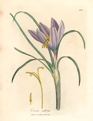 Crocus crocus sativus, de uma ilustração botânica de James Sowerby de William Woodville e "Medical Botany" de Sir William Jackson Hooker, 1832 (gravura em chapa de cobre colorida à mão)