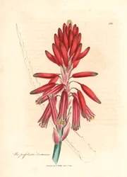 Socotorine aloe, Aloe perfoliata socotorina, de uma ilustração botânica de James Sowerby de William Woodville e "Medical Botany" de Sir William Jackson Hooker 1832 (gravura em cobre colorida à mão)