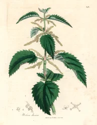 Urtica dioica, de uma ilustração botânica de James Sowerby de William Woodville e "Medical Botany" de Sir William Jackson Hooker, 1832 (gravura em chapa de cobre colorida à mão)