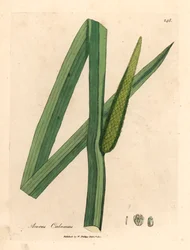 Doce bandeira, Acorus calamus, de uma ilustração botânica de James Sowerby de William Woodville e "Medical Botany" de Sir William Jackson Hooker 1832 (gravura em placa de cobre colorida à mão)