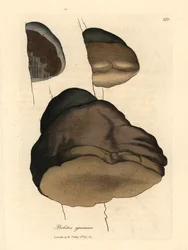 Boleto Touchwood ou cogumelo agárico, Boletus igniarius, de uma ilustração botânica de James Sowerby de William Woodville e "Botânica Médica" de Sir William Jackson Hooker 1832 (gravura em cobre colorida à mão)