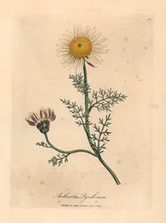 Camomila espanhola branca e amarela, Anthemis pyrethrum, de uma ilustração botânica de James Sowerby de William Woodville e "Botânica Médica" de Sir William Jackson Hooker 1832 (gravura em placa de cobre colorida à mão)