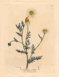 Camomila branca e amarela florida, Anthemis nobilis, de uma ilustração botânica de James Sowerby de William Woodville e "Medical Botany" 1832 de Sir William Jackson Hooker (gravura em chapa de cobre colorida à mão)