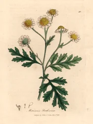 Matricária florida branca e amarela, Matricaria parthenium, de uma ilustração botânica de James Sowerby de William Woodville e "Botânica Médica" de Sir William Jackson Hooker 1832 (gravura em cobre colorida à mão)