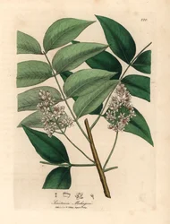 Árvore de mogno branco florido, Swietenia mahogani, de uma ilustração botânica de James Sowerby de William Woodville e "Medical Botany" de Sir William Jackson Hooker 1832 (gravura em chapa de cobre colorida à mão)