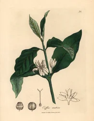 Flor branca, folhas e grão da planta do café, Coffea arabica, de uma ilustração botânica de James Sowerby de William Woodville e "Medical Botany" de Sir William Jackson Hooker 1832 (gravura em chapa de cobre colorida à mão)