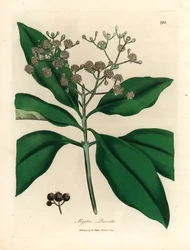 Árvore branca florida, Myrtus pimenta, de uma ilustração botânica de James Sowerby de William Woodville e "Medical Botany" de Sir William Jackson Hooker 1832 (gravura em chapa de cobre colorida à mão)