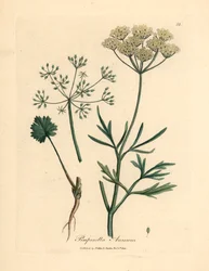 Anis branco florido, Pimpinella anisum, de uma ilustração botânica de James Sowerby de William Woodville e "Medical Botany" de Sir William Jackson Hooker 1832 (gravura em chapa de cobre colorida à mão)