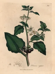 Erva-moura de jardim de flores brancas e bagas pretas, Solanum nigrum, de uma ilustração botânica de James Sowerby, de "Medical Botany" de William Woodville e Sir William Jackson Hooker, 1832