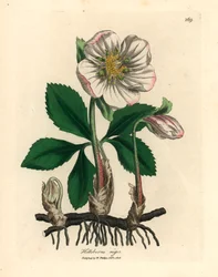 Heléboro-negro de flores brancas ou rosa-de-Natal, Helleborus niger, de uma ilustração botânica de James Sowerby, de "Medical Botany" de William Woodville e Sir William Jackson Hooker, 1832