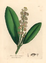 Louro de cerejeira branca florida, Prunus laurocerasus, de uma ilustração botânica de James Sowerby de William Woodville e "Medical Botany" de Sir William Jackson Hooker, 1832 (gravura em chapa de cobre colorida à mão)
