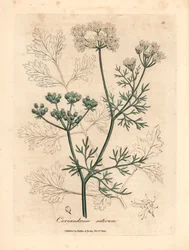 Coentros brancos floridos, Coriandrum sativum, de uma ilustração botânica de James Sowerby de William Woodville e "Medical Botany" de Sir William Jackson Hooker 1832 (gravura em chapa de cobre colorida à mão)