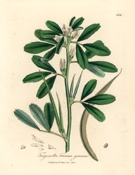 Feno-grego de flor branca com vagem de sementes, Trigonella foenum graecum, de uma ilustração botânica de James Sowerby de William Woodville e "Botânica Médica" de Sir William Jackson Hooker 1832 (gravura em cobre colorida à mão)