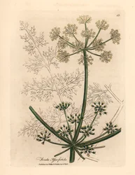 Erva-doce gigante de flores brancas ou asafetida, Ferula assafoetida, de uma ilustração botânica de James Sowerby de William Woodville e "Botânica Médica" de Sir William Jackson Hooker 1832 (gravura em placa de cobre colorida à mão)